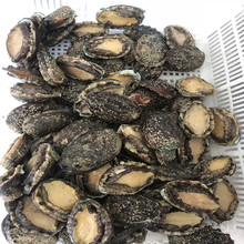 广东湛江海鲜水产活鲜单冻鲍鱼1箱毛重10KG净重约7.5KG 整箱销售