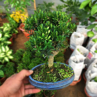 ���Թ���ȸ���S�� С�~������� ΢���ܘ��^�����辰 �����S��