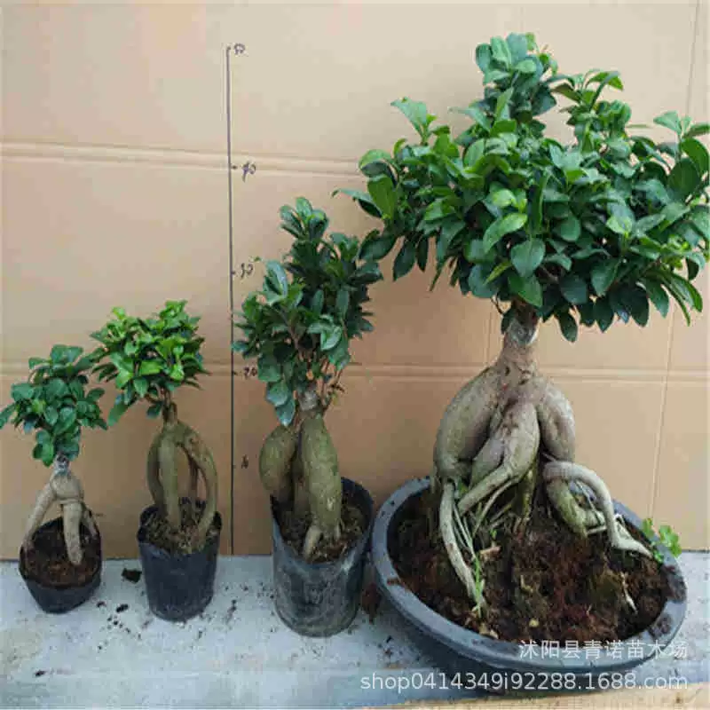 Баньян зеленое растение в горшке Big Banyan Tree большая голова баньян комнатный горшок женьшень баньян бонсай пень мелкий лист баньян