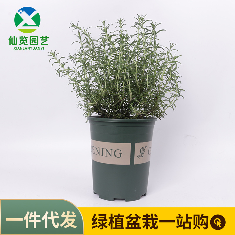 基地发货 香草植物迷迭香 香味可提神醒脑 易养活 加仑盆香草合集