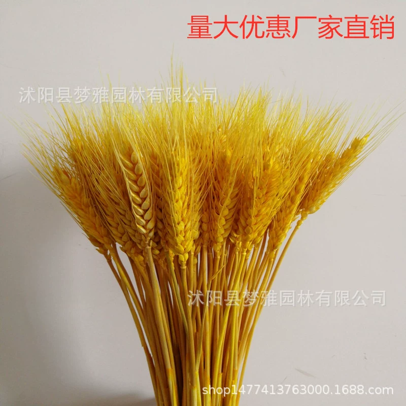 Пшеница уха сушеные цветы завод букет открытие ячмень украшения сада Подарочная коробка реквизит для съемки сушеный цветок настоящий цветок пшеница