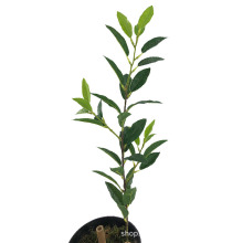 ��������軨�٘��~��֦ë����~�G��DIY���L�b��辰�[�O���l