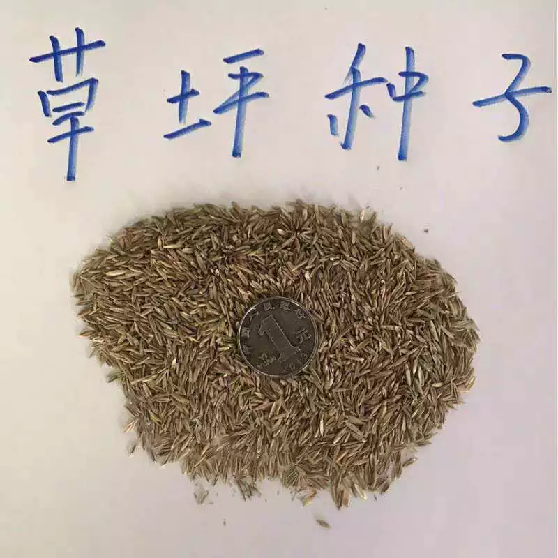 Выносливая кормовые семена райграс овсяница Высокая Манила семена газона Four Seasons семена травы