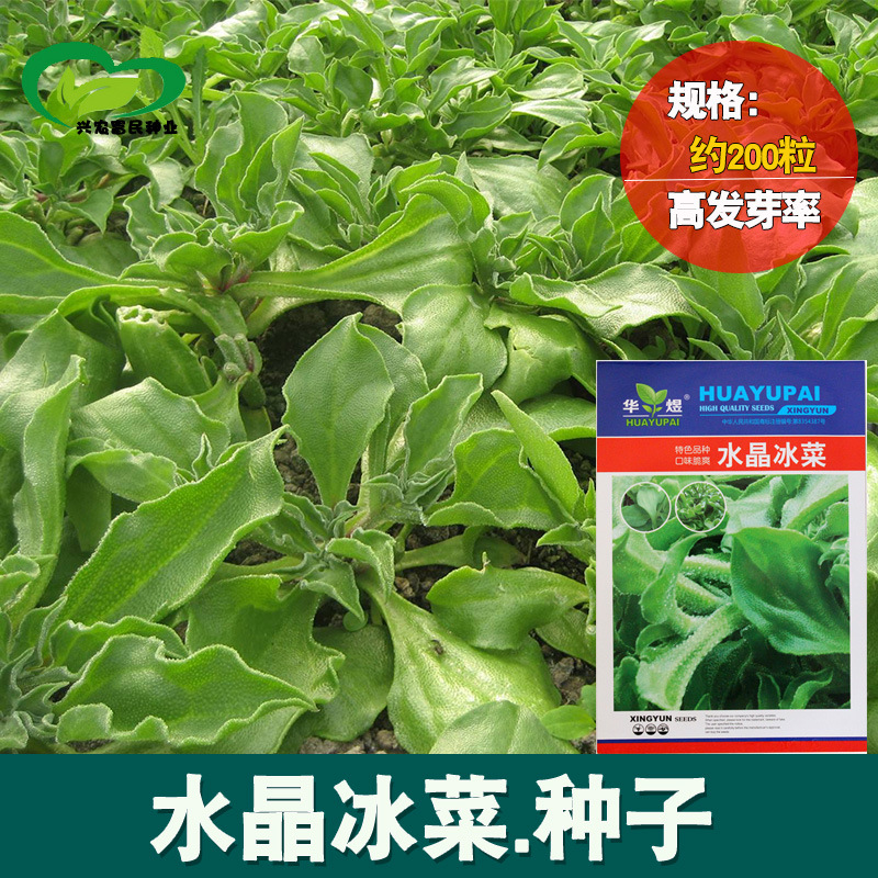 冰菜种子非洲水晶冰草春秋早熟四季室内盆栽庭院菜园草籽植物