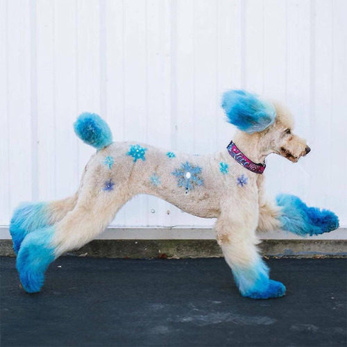 Small paw print opawz colorful dog dye pet hair dye cream multi-color shop beauty cute pet styling tool