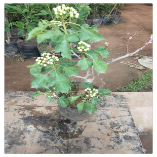 ɽ高����ɽ����Ϸ��Nֲ����Y��������t��ɽ����ش����Թ���