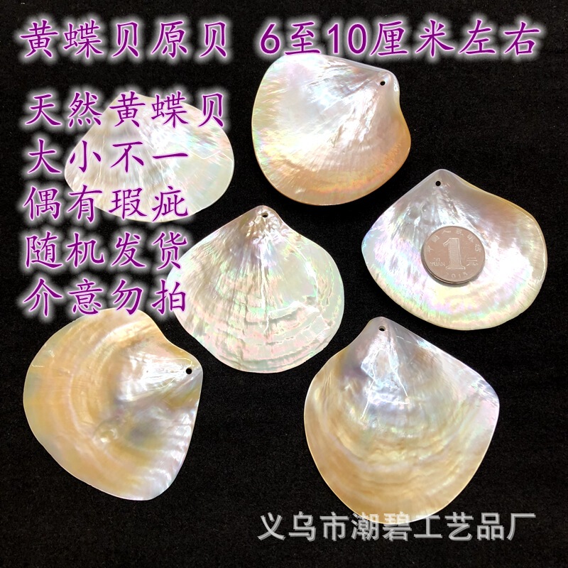 White yellow black butterfly shell whole original Shell 6 to 10cm decorative crafts accessories ornaments manufacturers new White yellow black butterfly shell whole original Shell 6 to 10cm decorative crafts accessories ornaments manufacturers new