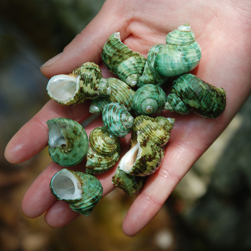 Natural green snails, 2-4cm in size, suitable for home decoration, aquarium landscaping, and other aquatic applications.