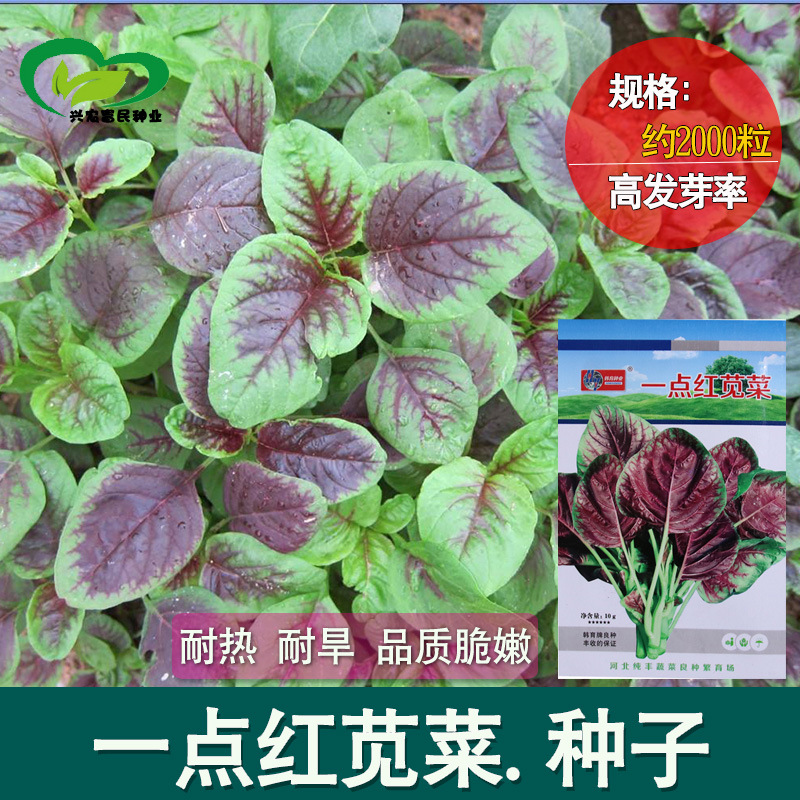 一点红苋菜种子 农田菜园可盆栽早熟质嫩花红苋菜蔬菜籽