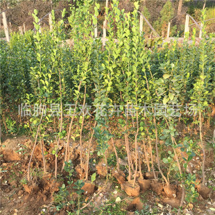 ���Ի������l�������S�����  �е��G���ļ������ľ�lì������