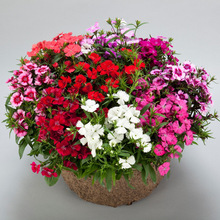 ������տ��N�Ѳ�ݮ�ļ��׻��̫ꖻ����ܷN���P�ɻ�����ܰ���N