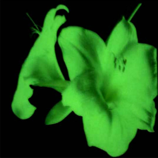 现货批发水性包膜长亮夜光粉 水性高亮夜光粉 黄绿天蓝发光粉批发