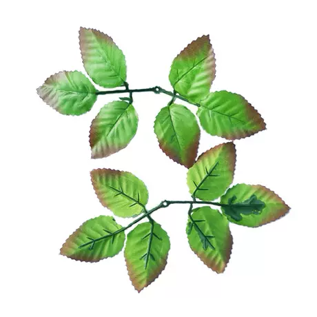 6 leaves dark green