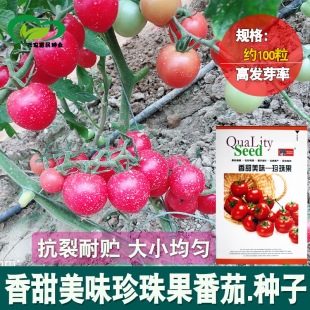 ������ζ��������ѷN�����l �r��ˈ@����������С�����߲˷N��