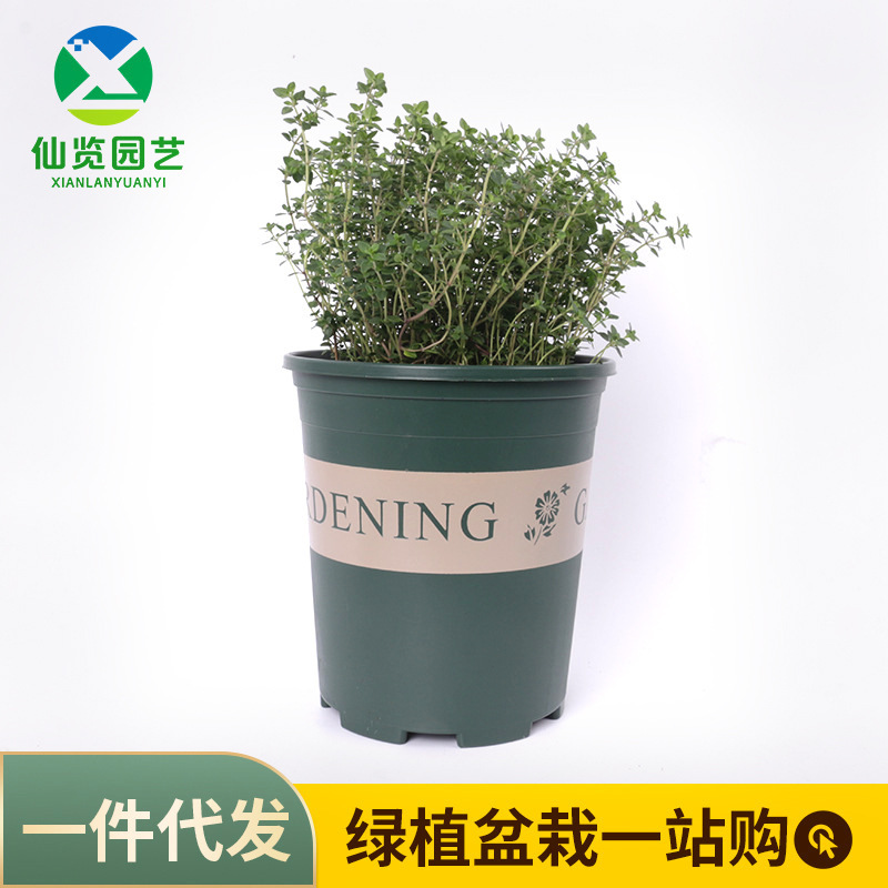 British Thyme Potted Edible Vanilla Thyme Potted Pastry Western Food Vanilla Tea Kitchen Cooking Gold