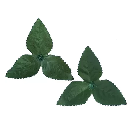 Common 3 leaves