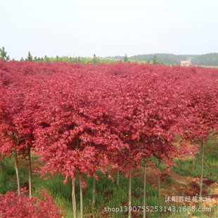 ���l�ձ��t���� �����tС�� �t�輧���� ���Ԉ@�ֹ��̾G������