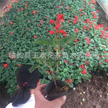 �������lһ���t����  �r��ݻ�һ���tС��N�ӻ������@�G��һ���t