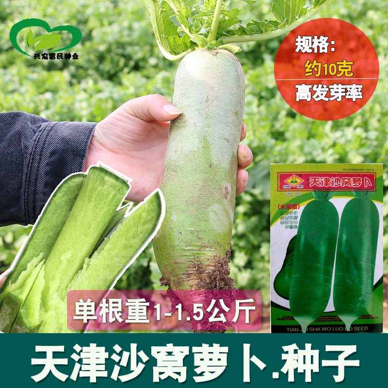 天津沙窝萝卜种子 农田菜园嫩脆绿皮绿肉青萝卜耐储运蔬菜籽