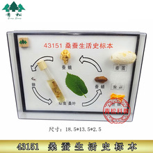 ɣ������ʷ�걾 J43151 Сѧʵ������ �������� ��ѧ����