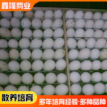 厂家供应禽业孵化场批发三花鹅蛋 十二枚起订100克一120克鹅蛋