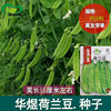 Dutch bean seeds farmland vegetable garden, early maturity, sweet, crispy tender large pod green meat thick lentils seeds vegetable seeds