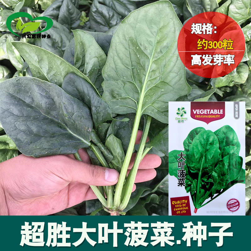 四季大叶菠菜种子 家庭装蔬菜种子批发菠菜种