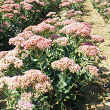 �|���|�����l�����컨���߾���ˌ������޸����ܶ������ݱ�ֲ��