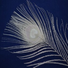 �S�ҬF؛��ȸë80-90CMÓȾ��ɫ��ë��̨�b��߲廨�[��