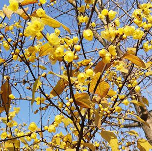 Ϟ÷���D÷�Ř�,�ߵͷ�֧,���U���������D÷����һ����ԴͥԺ�e��