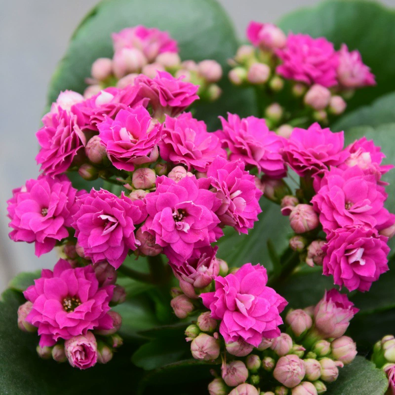 Цветок долголетия сорта с двойным лепестком рассада в горшках двойные Цветочные саженцы четыре сезона цветочное растение цвет смешанный цвет Случайная Доставка