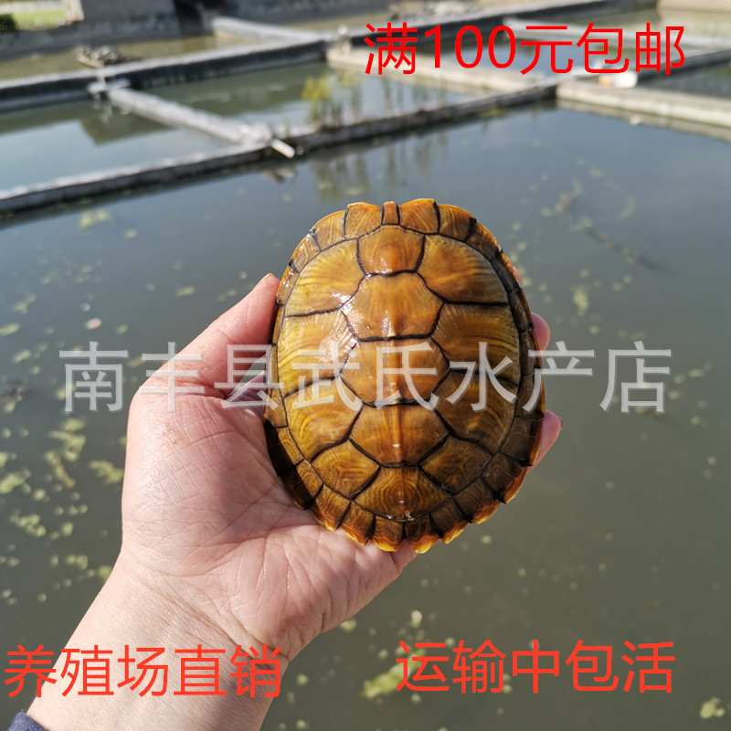 Live Brazilian Turtles, Pet Turtles, Small Brazilian Turtles for Home Breeding, Fortune Turtles, Golden Turtles, Cute Ornamental Turtles, Large Turtles