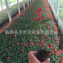 һ���t�������l�Ϻ������N�۹��̈@�־��^�G���׻�r��ݻ���·�G