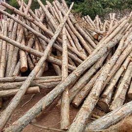 现货供应各种木桩 松木桩批发 防洪松木桩厂家 护堤松桩 杉木桩