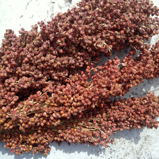 Спайк сорго 2021 Новый Спайк сорго порция кило