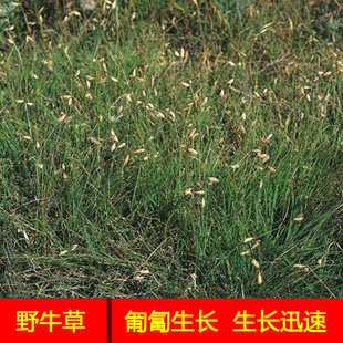 Ұţ�ݷN�ӿ����͟��ƺ�ݷN