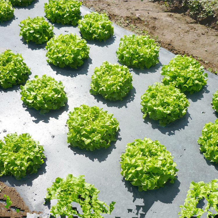 供应塑料布 地膜 农用薄膜 大棚膜厂家发货可开专票