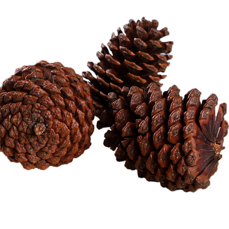 精品美国松果 圣诞树装饰美国松果DIY材料 拍摄道具 酒店装饰松果