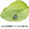 Small white line spider