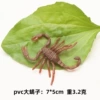 Large scorpion