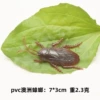 Australian cockroach