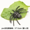 Large black flat spider