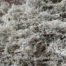 2025年新莓茶芽尖藤茶苦甘露产地批发