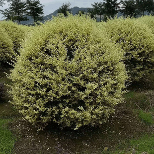 ��ľ ���̾G�� �@���y��С�D�� �y��СϞ��ľ�� ���޼��y��СϞ��