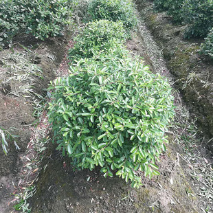 ��ľ ���̾G�� �@�� 50cm���� ����С�� ��ľ����