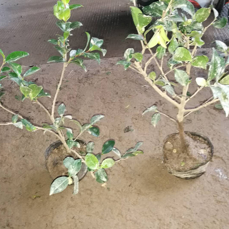 苗木 工程绿化 园林茶梅大杯色块苗  茶梅大杯苗 茶梅大杯苗