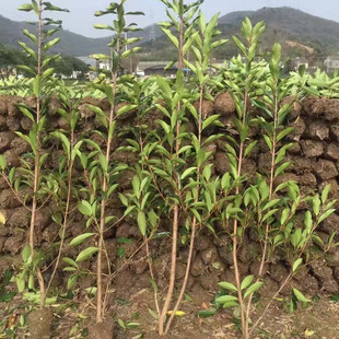 ��ľ ���̾G�� �@�ַ��������� ������������ �������� ����G�h