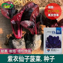 紫衣仙子菠菜种子 农田菜园可盆栽叶片肥厚油亮紫菠菜蔬菜籽