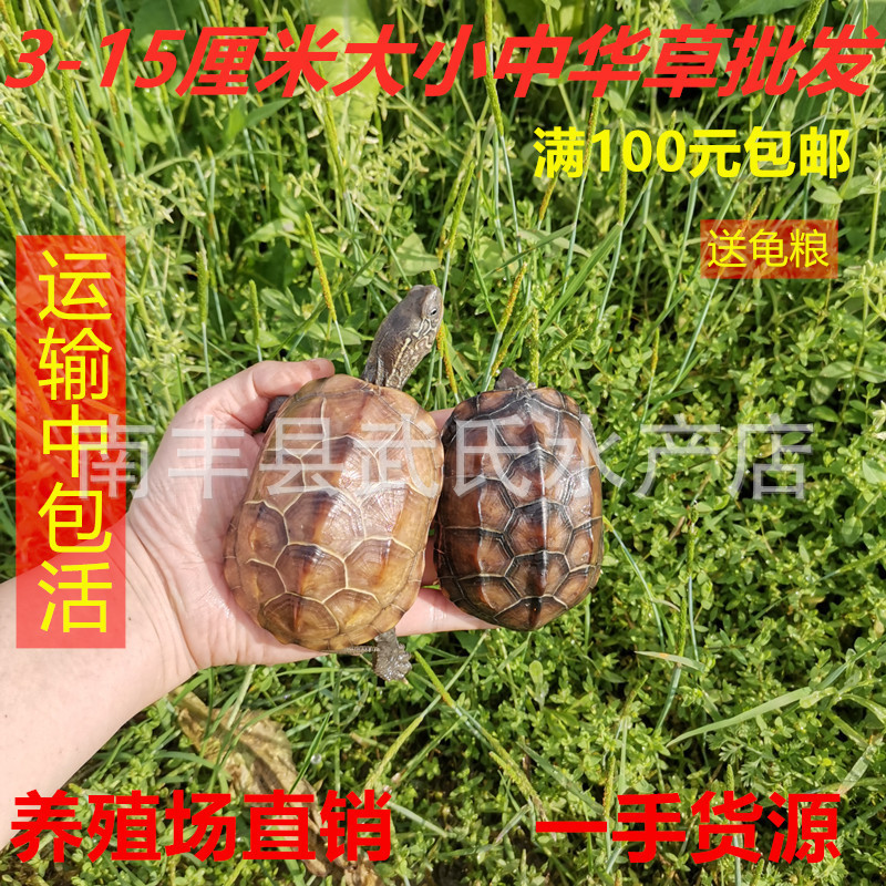 3- 15cm Large and Small Grass Turtles, Golden Line Turtles, Black-Bellied Turtles, Black Turtle, Wild Turtles, Baby Turtles, Aquatic Turtles, Chinese Grass Turtles