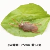 Cockroach